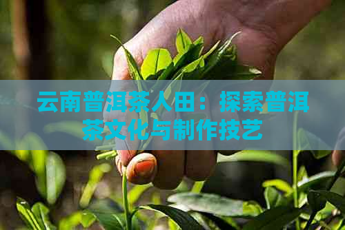 云南普洱茶人田：探索普洱茶文化与制作技艺