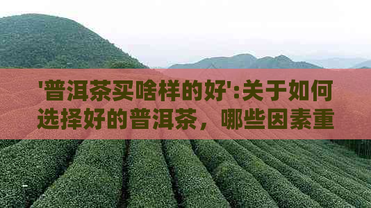 '普洱茶买啥样的好':关于如何选择好的普洱茶，哪些因素重要？