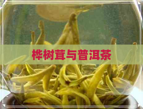 桦树茸与普洱茶