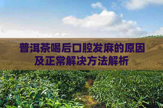 普洱茶喝后口腔发麻的原因及正常解决方法解析