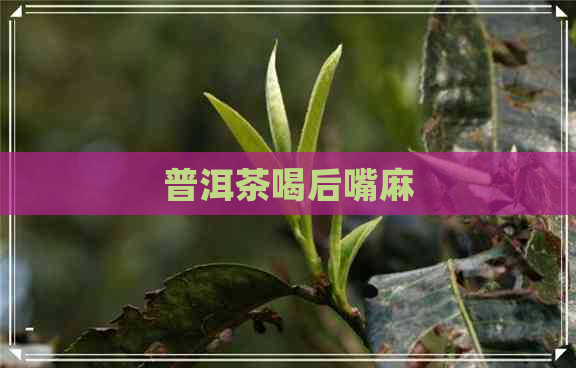 普洱茶喝后嘴麻