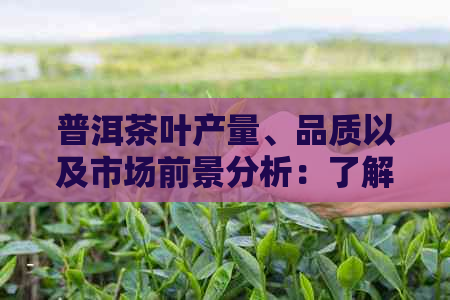 普洱茶叶产量、品质以及市场前景分析：了解全球与国内的产销情况