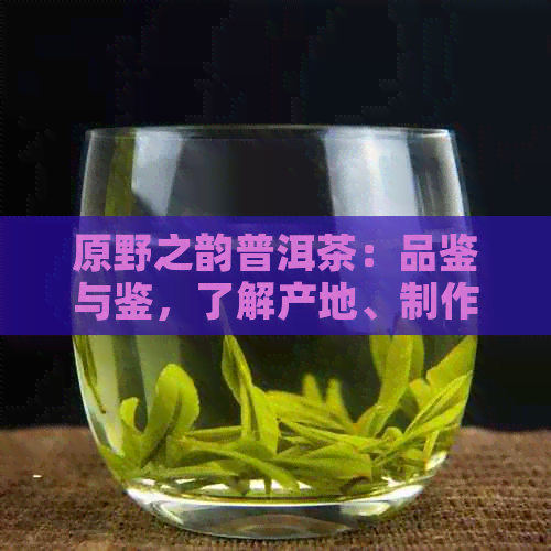 原野之韵普洱茶：品鉴与鉴，了解产地、制作工艺与口感特点的综合指南