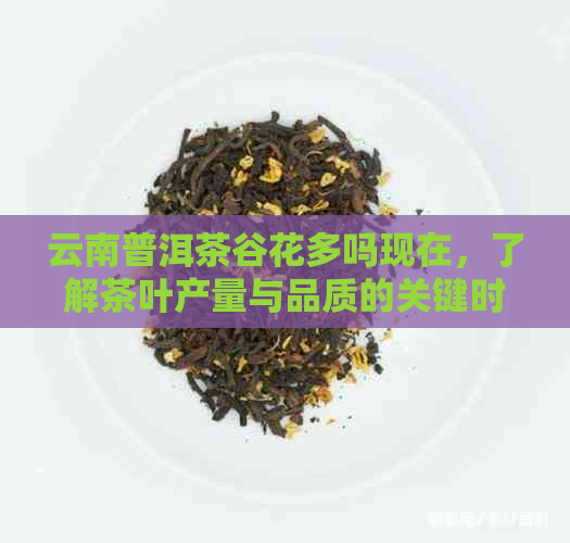 云南普洱茶谷花多吗现在，了解茶叶产量与品质的关键时间点