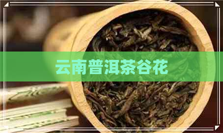 云南普洱茶谷花