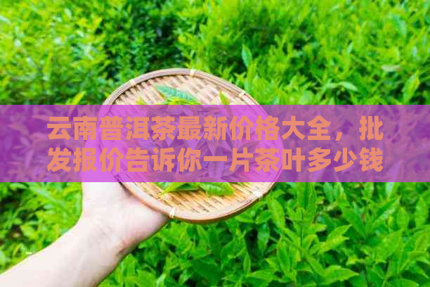 云南普洱茶最新价格大全，批发报价告诉你一片茶叶多少钱