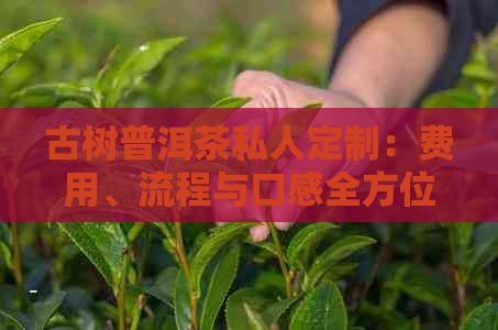 古树普洱茶私人定制：费用、流程与口感全方位解析