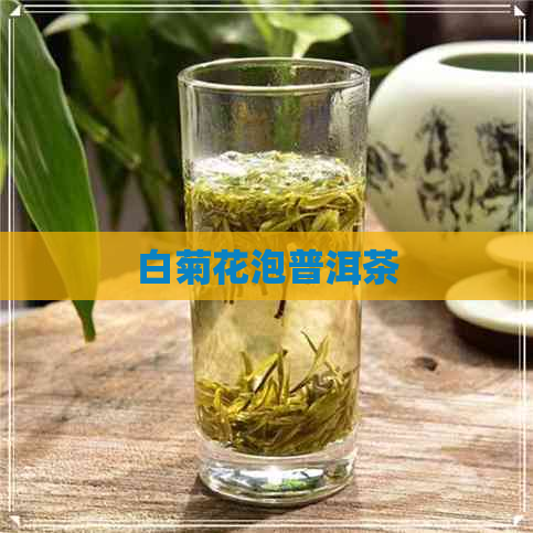 白菊花泡普洱茶