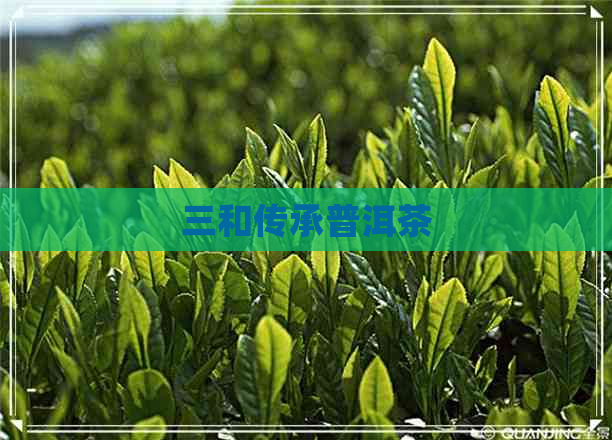 三和传承普洱茶