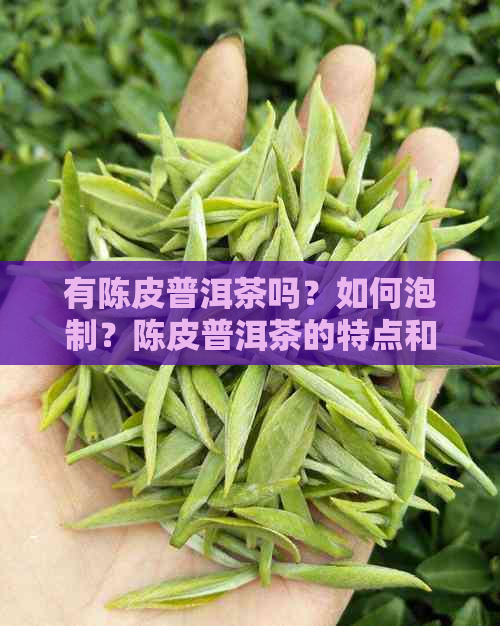 有陈皮普洱茶吗？如何泡制？陈皮普洱茶的特点和类型是什么？