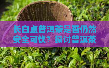 长白点普洱茶是否仍然安全可饮？探讨普洱茶长白点的原因及影响