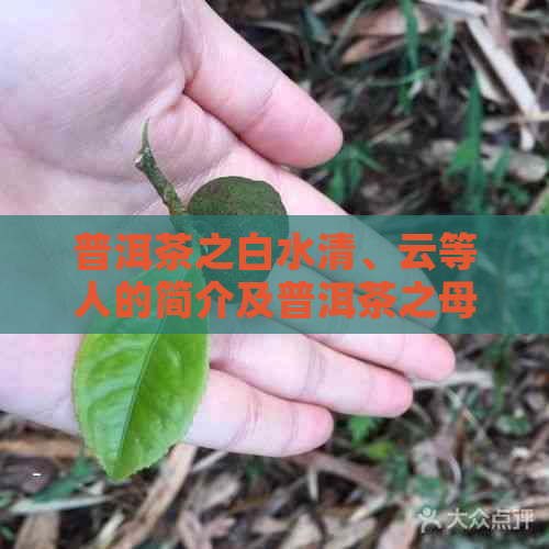 普洱茶之白水清、云等人的简介及普洱茶之母的身份