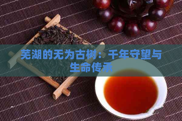 芜湖的无为古树：千年守望与生命传承