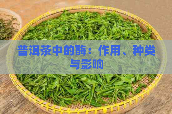 普洱茶中的酶：作用、种类与影响