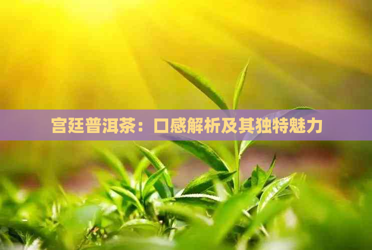 宫廷普洱茶：口感解析及其独特魅力