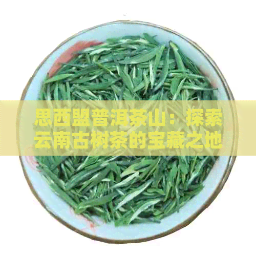 思西盟普洱茶山：探索云南古树茶的宝藏之地与品鉴指南