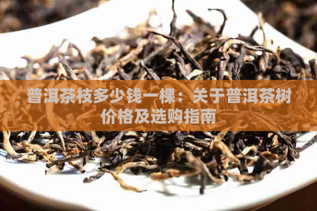 普洱茶枝多少钱一棵：关于普洱茶树价格及选购指南