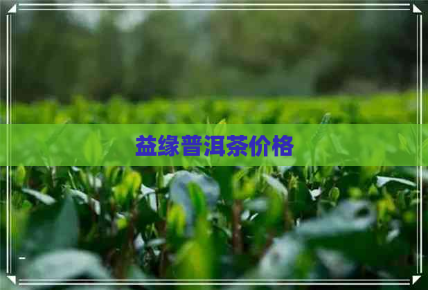 益缘普洱茶价格