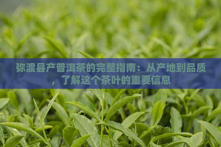 弥渡县产普洱茶的完整指南：从产地到品质，了解这个茶叶的重要信息