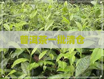 普洱茶一批清仓