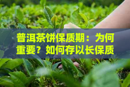 普洱茶饼保质期：为何重要？如何存以长保质期？了解所有细节！