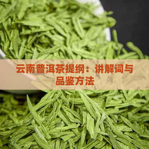 云南普洱茶提纲：讲解词与品鉴方法