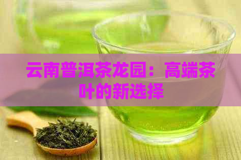 云南普洱茶龙园：高端茶叶的新选择