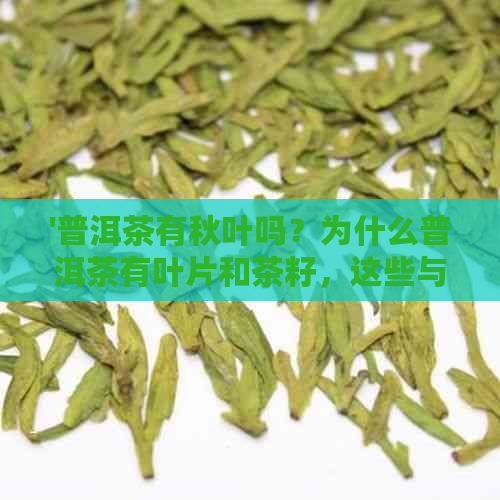 '普洱茶有秋叶吗？为什么普洱茶有叶片和茶籽，这些与秋茶有关吗？'