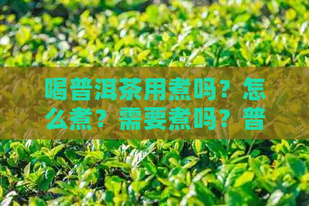 喝普洱茶用煮吗？怎么煮？需要煮吗？普洱茶要煮着喝还是泡着喝？