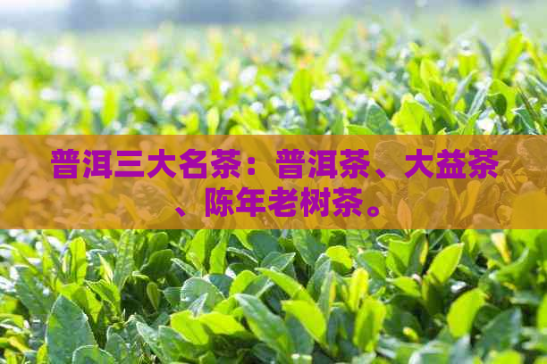 普洱三大名茶：普洱茶、大益茶、陈年老树茶。