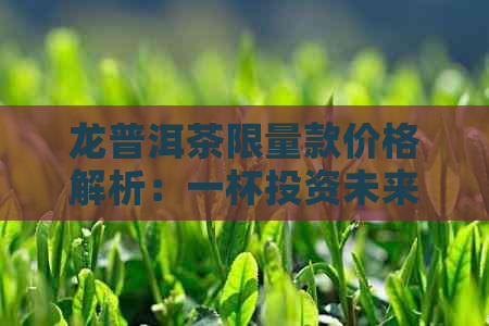 龙普洱茶限量款价格解析：一杯投资未来的高品质茶叶体验