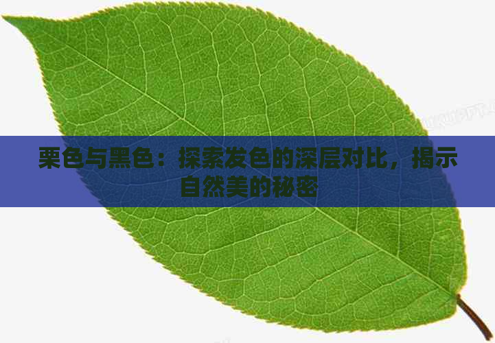 栗色与黑色：探索发色的深层对比，揭示自然美的秘密