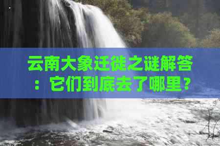 云南大象迁徙之谜解答：它们到底去了哪里？