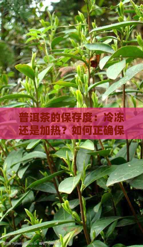 普洱茶的保存度：冷冻还是加热？如何正确保存普洱茶？