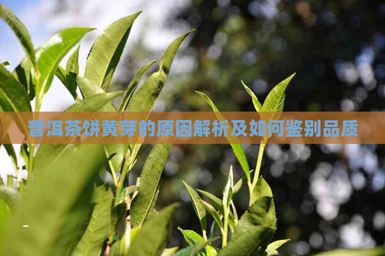 普洱茶饼黄芽的原因解析及如何鉴别品质