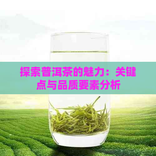 探索普洱茶的魅力：关键点与品质要素分析