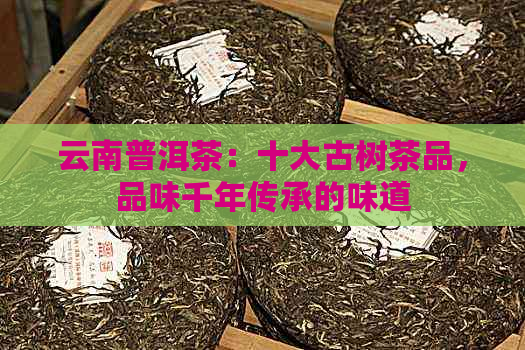 云南普洱茶：十大古树茶品，品味千年传承的味道