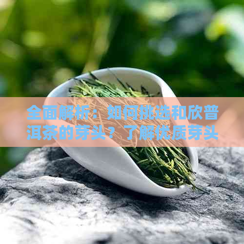 全面解析：如何挑选和欣普洱茶的芽头？了解优质芽头的特征与品鉴方法