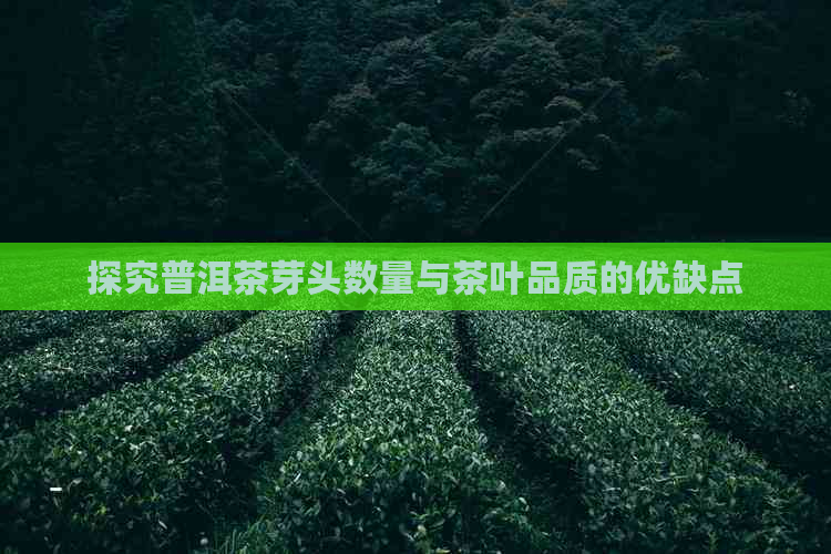 探究普洱茶芽头数量与茶叶品质的优缺点