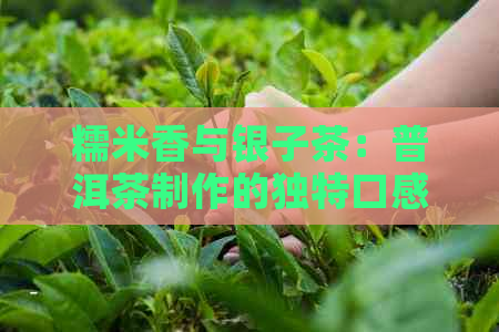 糯米香与银子茶：普洱茶制作的独特口感探究