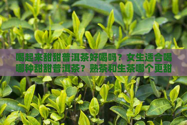 喝起来甜甜普洱茶好喝吗？女生适合喝哪种甜甜普洱茶？熟茶和生茶哪个更甜？