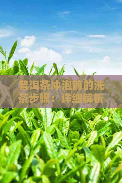 普洱茶冲泡前的洗茶步骤：详细解析与实用建议