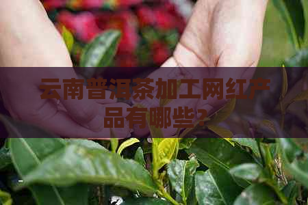 云南普洱茶加工网红产品有哪些？