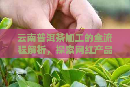 云南普洱茶加工的全流程解析，探索网红产品的秘密与制作方法