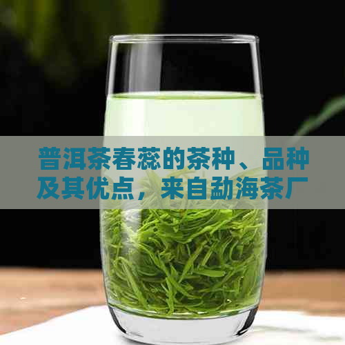 普洱茶春蕊的茶种、品种及其优点，来自勐海茶厂的98年春蕊普洱茶。