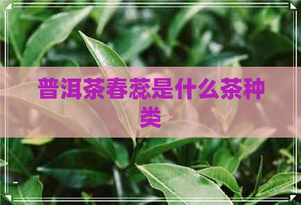 普洱茶春蕊是什么茶种类