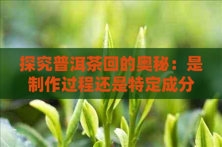 探究普洱茶回的奥秘：是制作过程还是特定成分的作用？