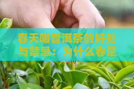 春天喝普洱茶的好处与禁忌：为什么春是适合饮用普洱茶的节？