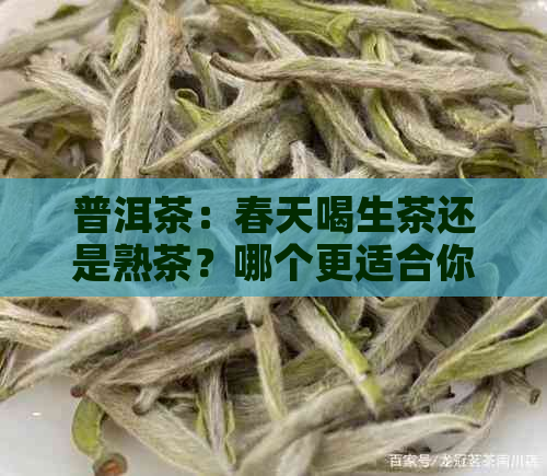 普洱茶：春天喝生茶还是熟茶？哪个更适合你？