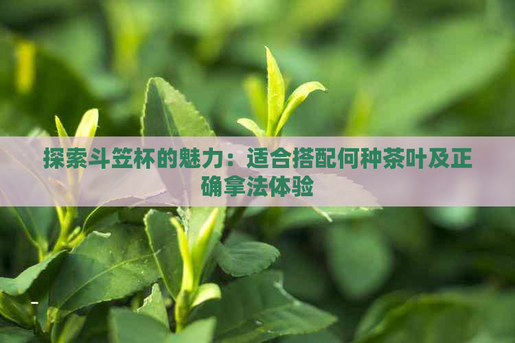 探索斗笠杯的魅力：适合搭配何种茶叶及正确拿法体验